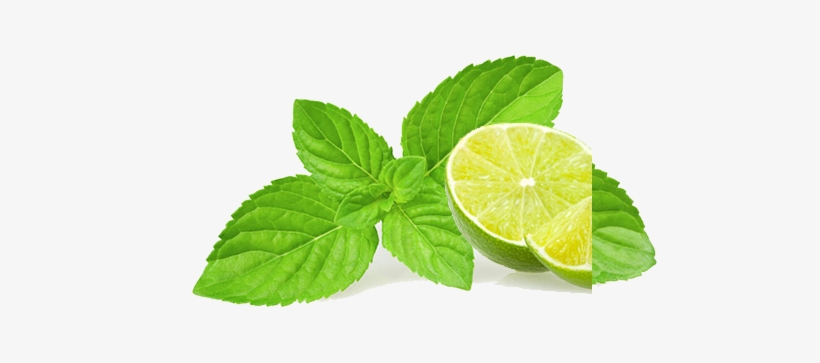 Basil Clipart Chocolate Mint - Illustration, transparent png