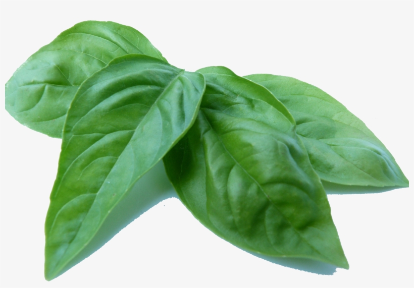 Basilalec2017 07 13t21 - Hydroponic Basil Manganese Deficiency, transparent png