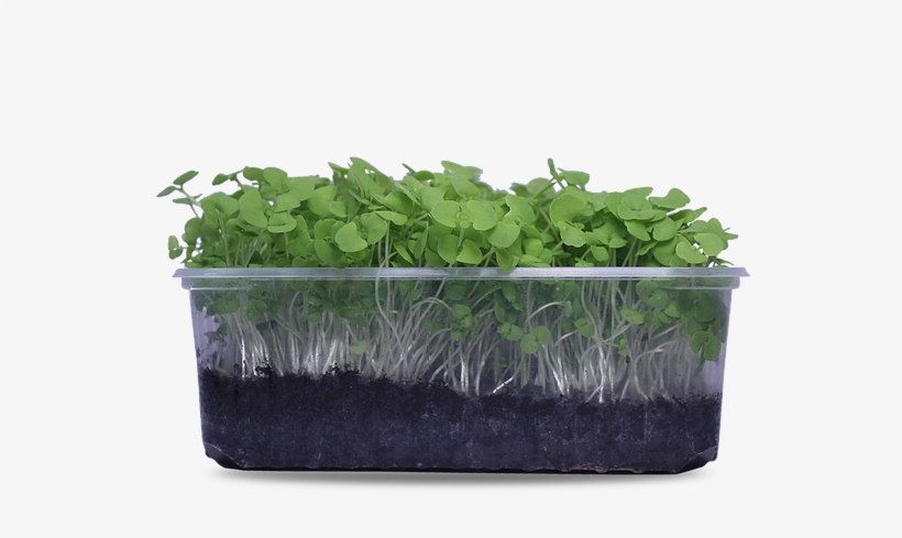 Basil - Flowerpot, transparent png
