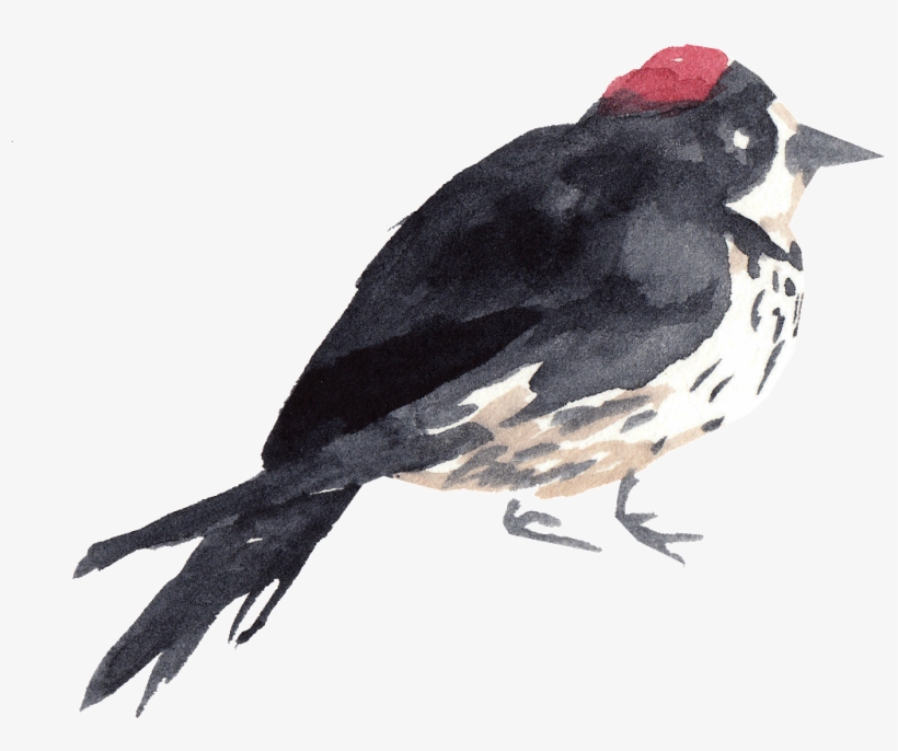 Black Flowers And Birds Transparent Decorative - Watercolor Painting, transparent png