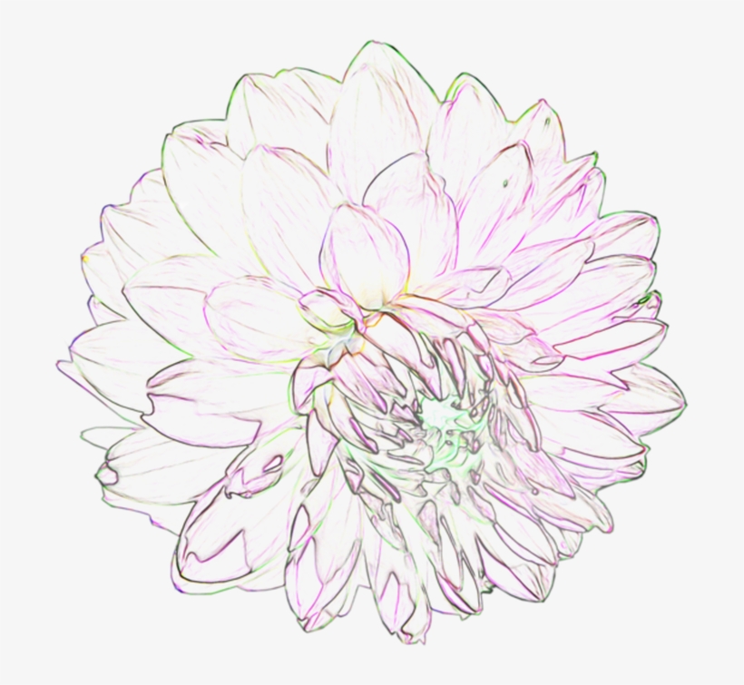 Black And White Flowers Tumblr Transparent Chrysanths 1368x855