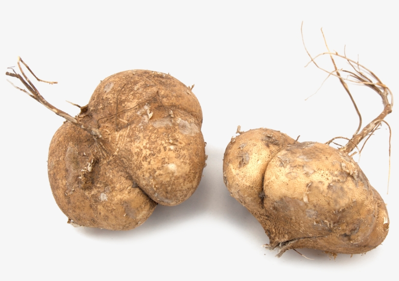 Russet Burbank Potato, transparent png