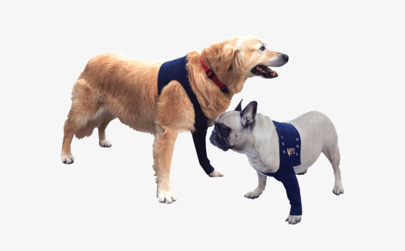 Body Pour Chien Apres Operation, transparent png