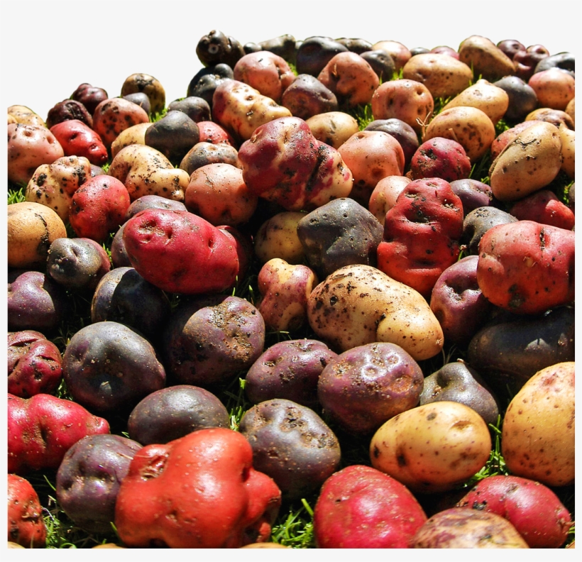 Las Tiendas De Descuento, Que Representan Más Del 46% - Gourd, transparent png