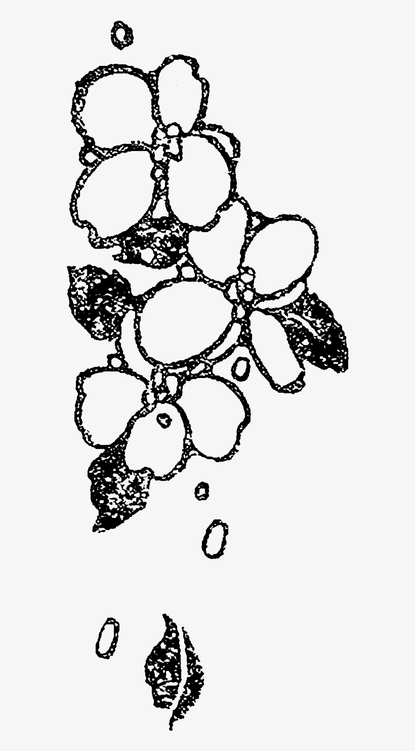However, I Love That The Distressed Look Only Gives - Illustration, transparent png