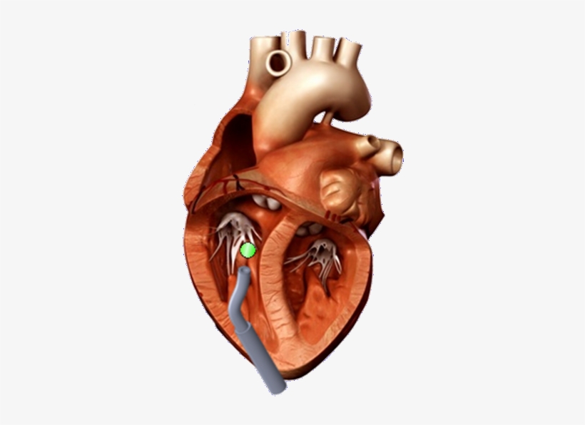 File - Heart - 3d Heart Model - 600x557 PNG Download - PNGkit