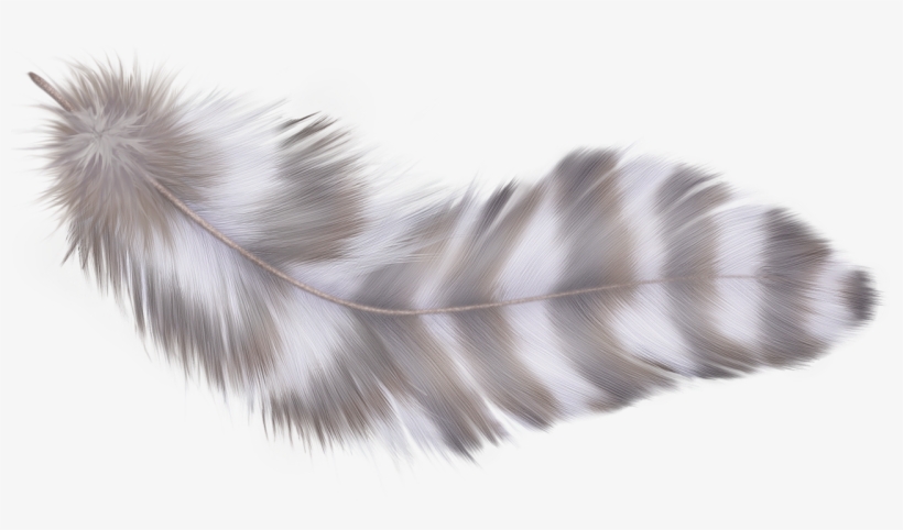 Фотки Parrot, Feathers, Clip Art, Photoshop, Parrot - Feather, transparent png