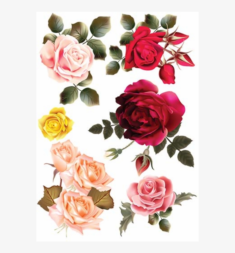 Garden Roses, transparent png