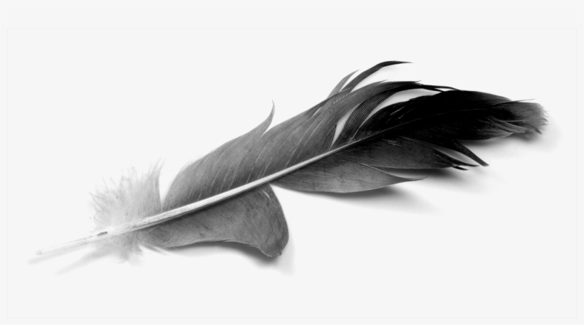 Black Feathers - Hd 3320×1692 - Real Black And White Feather, transparent png