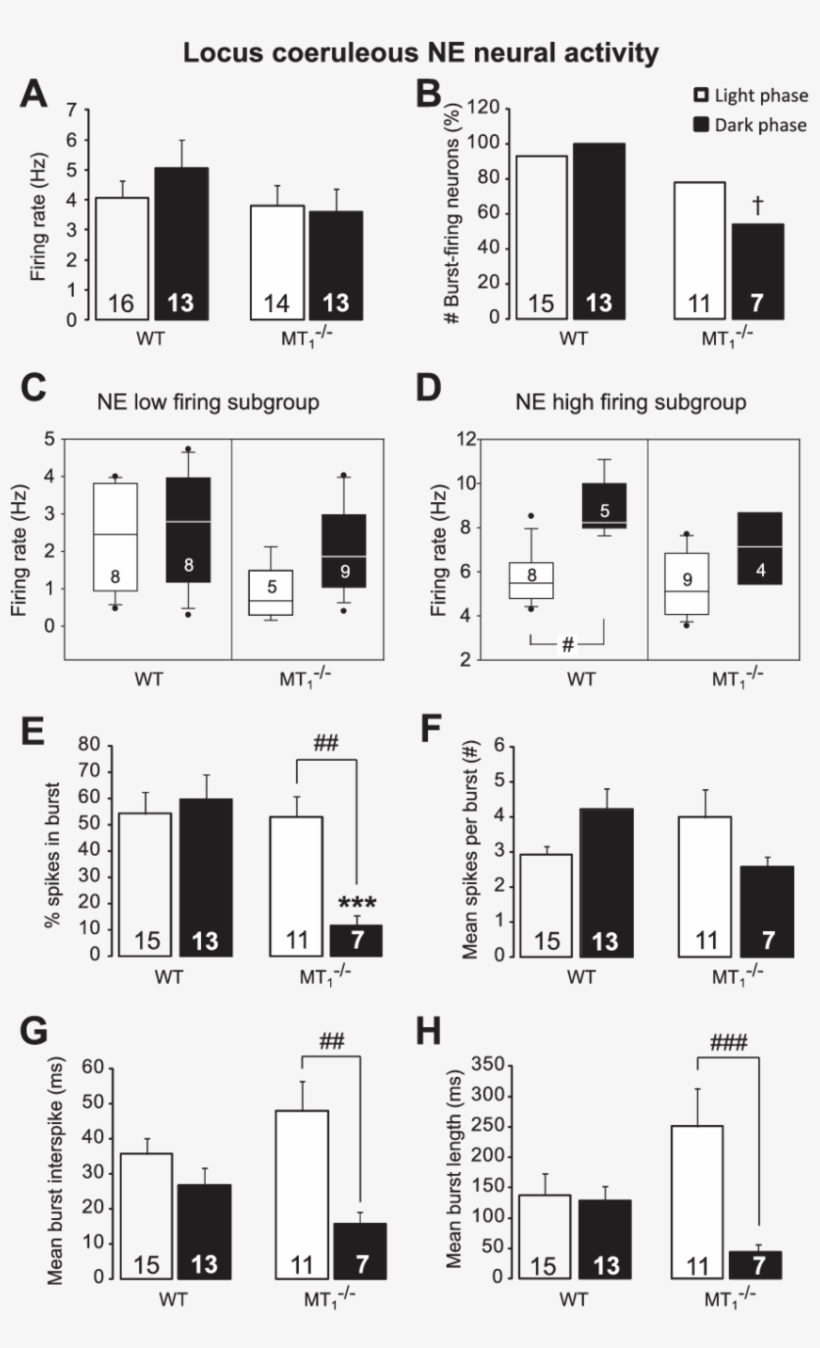 Locus Coeruleus Norepinephrine Burst Activity Is Reduced - Glut 4 Adipose Tissue High Fat Diet, transparent png