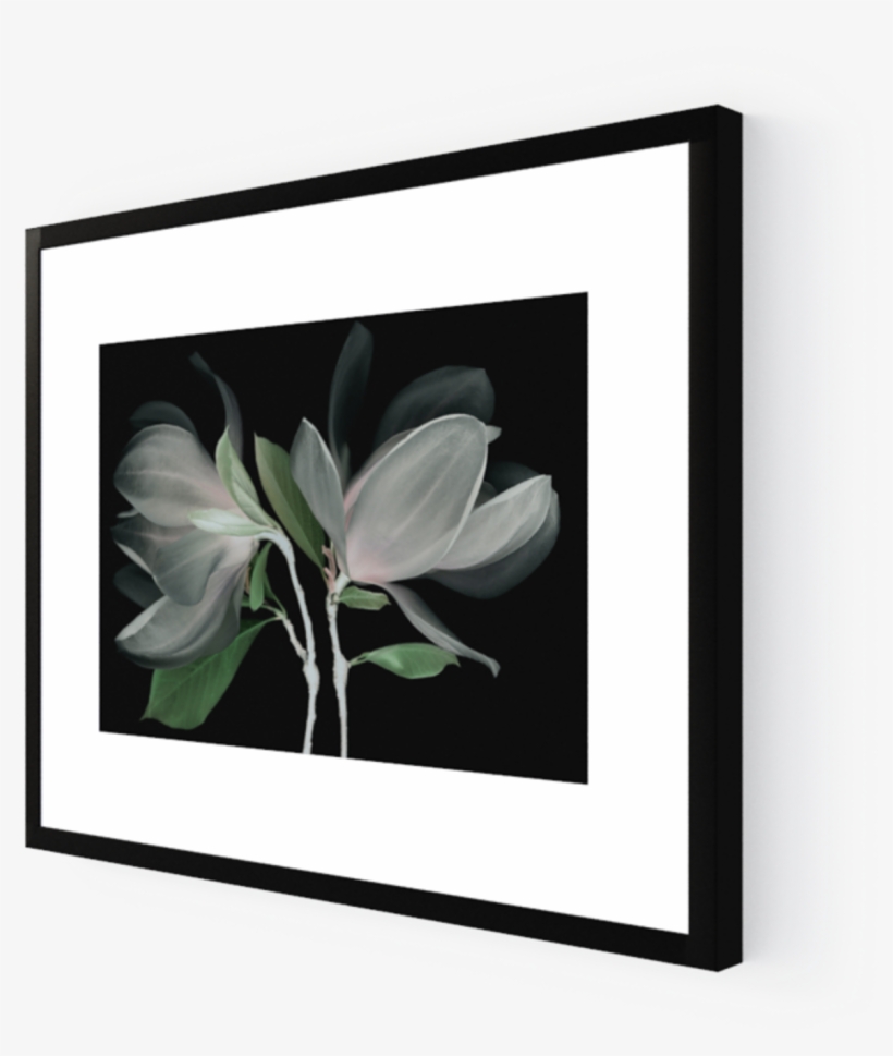 Photo Fleur De Magnolia - Picture Frame, transparent png