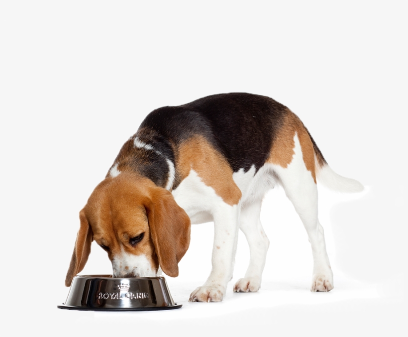 The Beagle Has A Straight And Square Cut, Medium Length - Flyers Comida Para Perros, transparent png