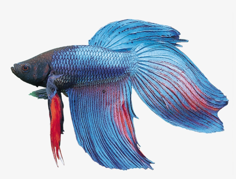 Betta Splendens - Bony-fish, transparent png