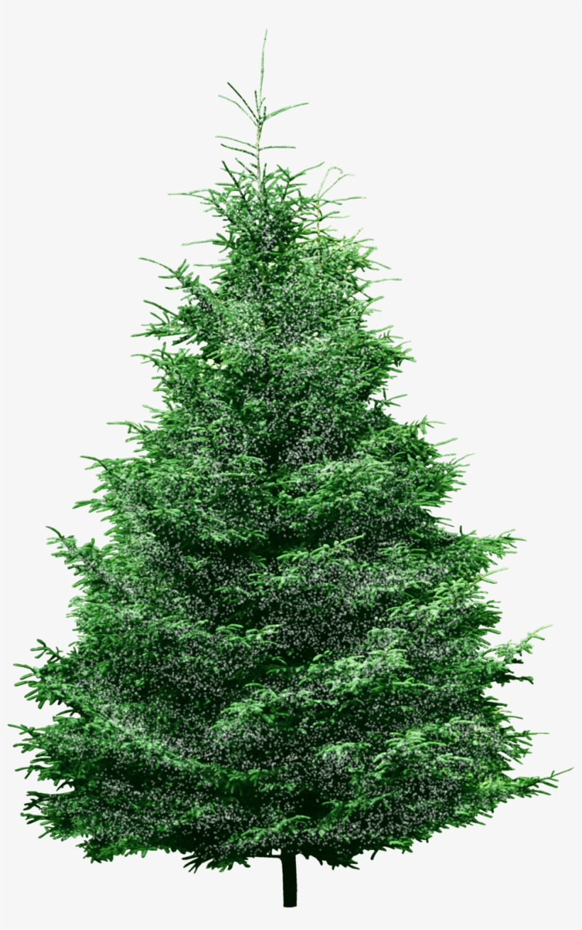 Christmas Holly 'in The Hoop' Machine Embroidery Designs - Fur Tree Png, transparent png