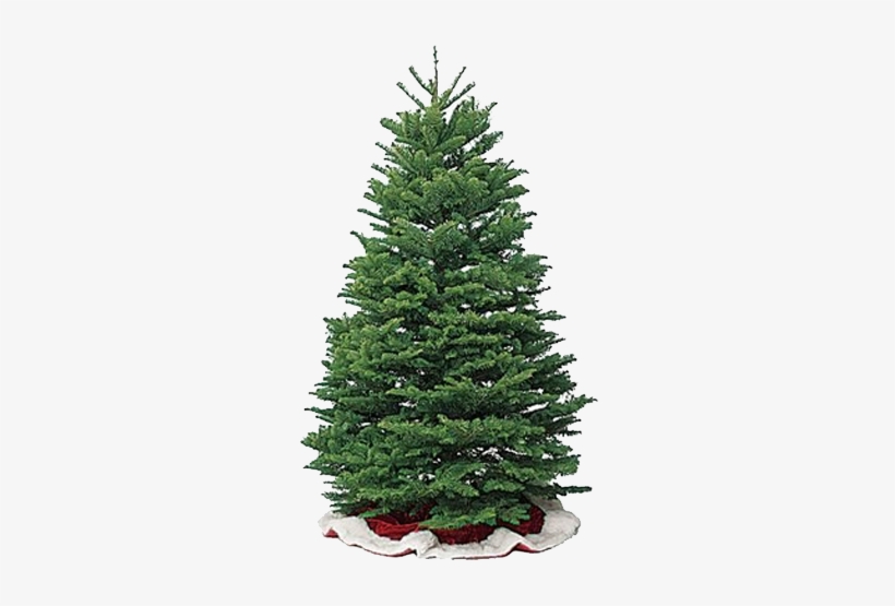 Offering Two Varieties To Choose From, All Oregon Farmed - Black Christmas Tree, transparent png