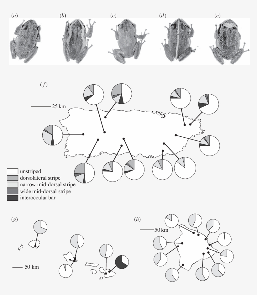 Examples Of Dorsal Stripe Patterns And Maps Of Their - Drawing, transparent png