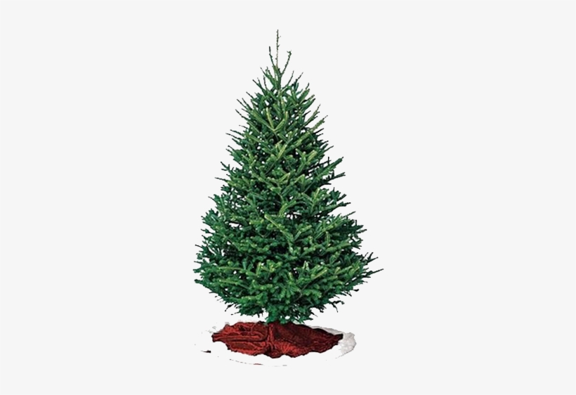 Offering Two Varieties To Choose From, All Oregon Farmed - Fraser Pine Christmas Tree, transparent png
