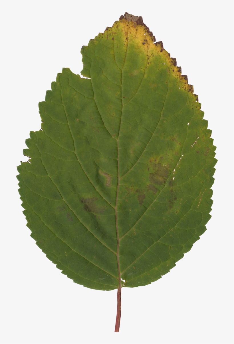 Nature Leaves - Canoe Birch, transparent png