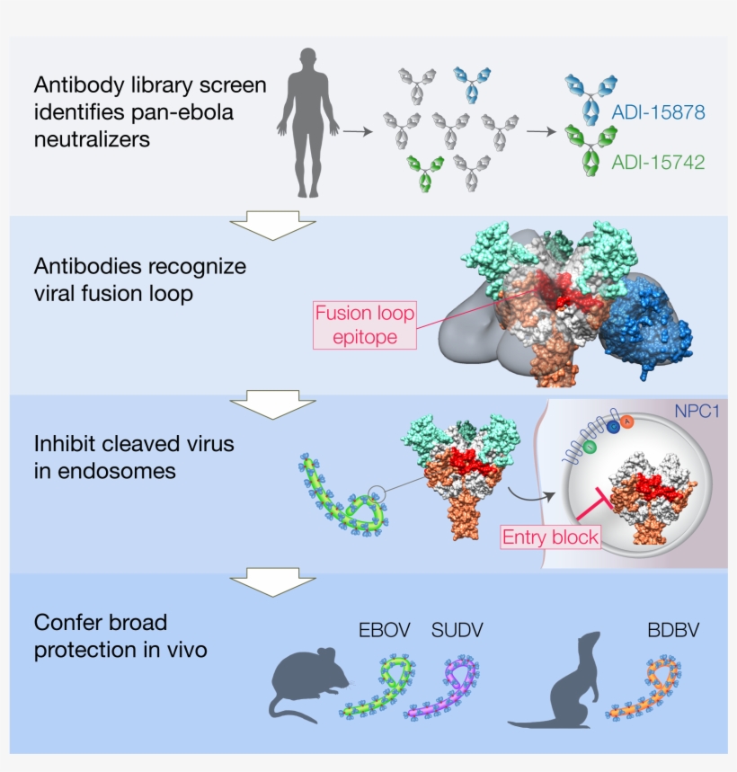 Antibodies From A Human Survivor Define Sites Of Vulnerability, transparent png