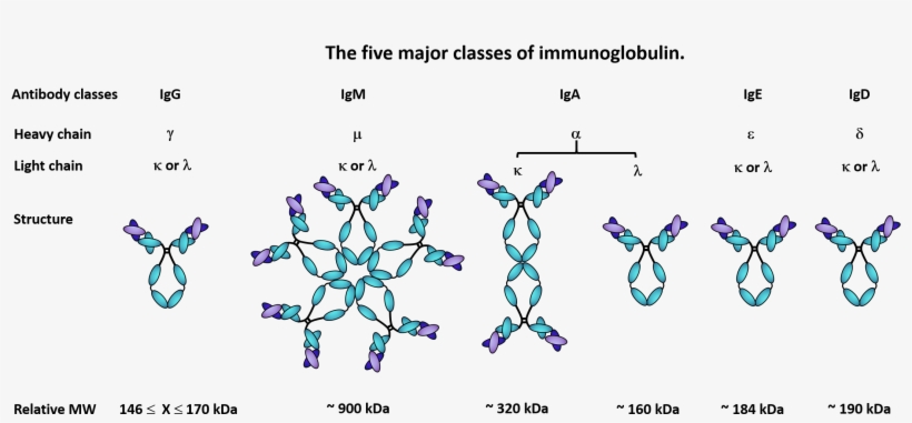 The 5 Major Classes Of Immunoglobulin - Diagram, transparent png