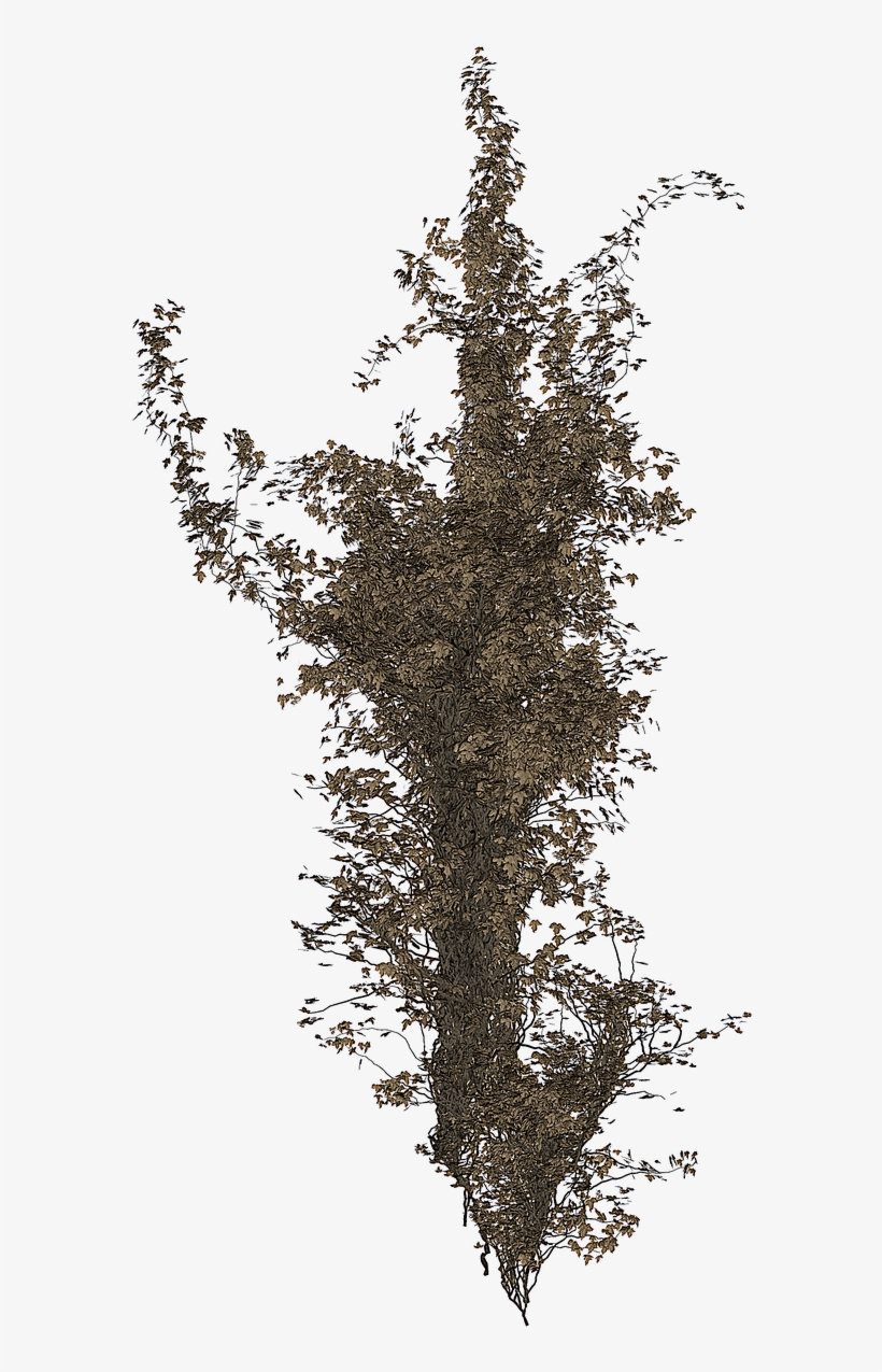 Isolated Tree Ivy Tree - Tree, transparent png