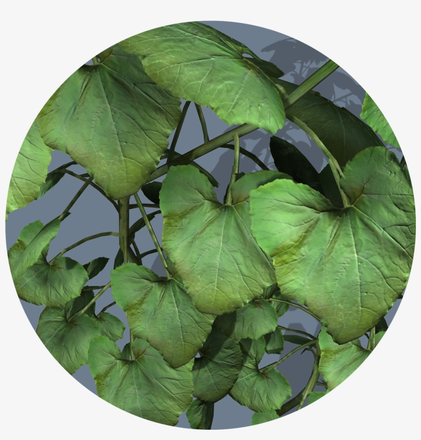 Textures - Aquatic Plant, transparent png