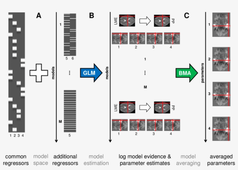 Model Averaging For General Linear Models In Fmri Data - Fmri Glm, transparent png