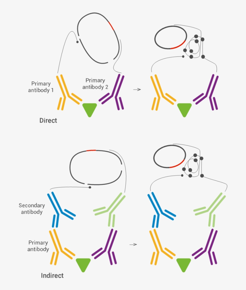 The Technique Can Use Either Monoclonal Or Polyclonal - Pla Proximity Ligation Assay, transparent png