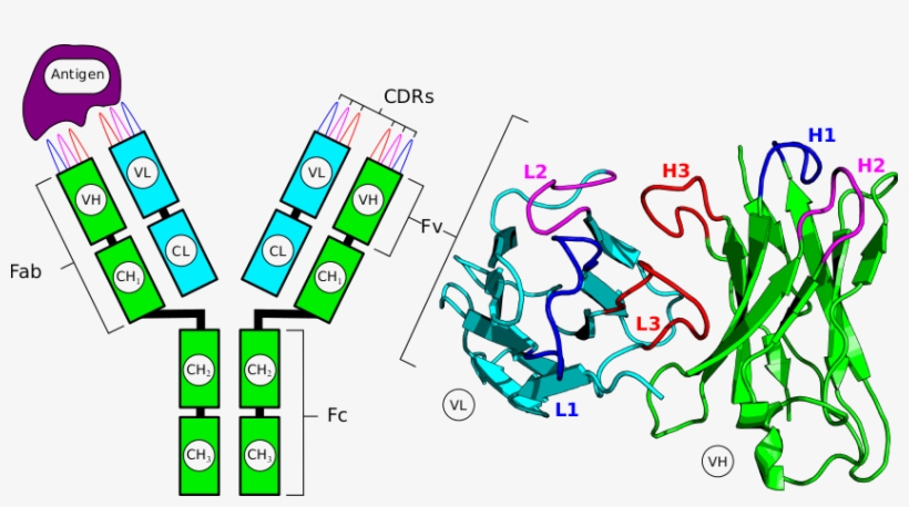 An Antibody - Tcr Cdr, transparent png