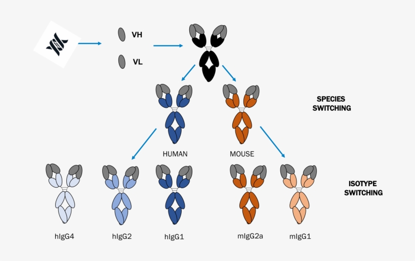 Expertise Working With A Wide Range Of Antibody Formats,, transparent png
