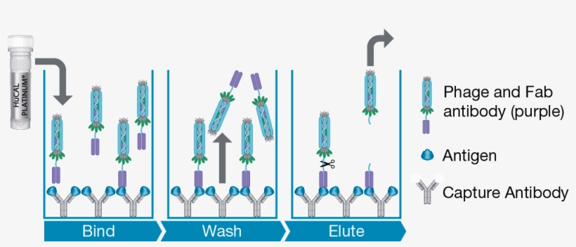 Selection With A Captured Antigen - Guided Selection Antibody, transparent png