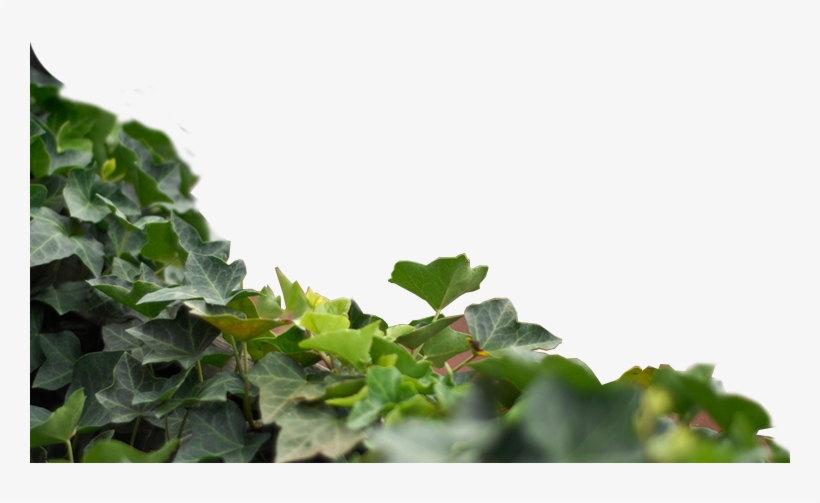 Maple Leaf, transparent png