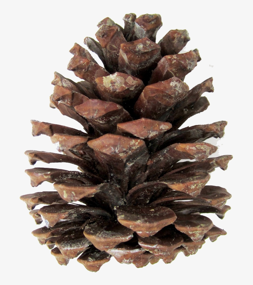 Pine Cones Png - Transparent Pine Cone Png, transparent png