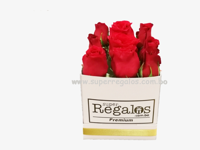 Aniversario - Floribunda, transparent png