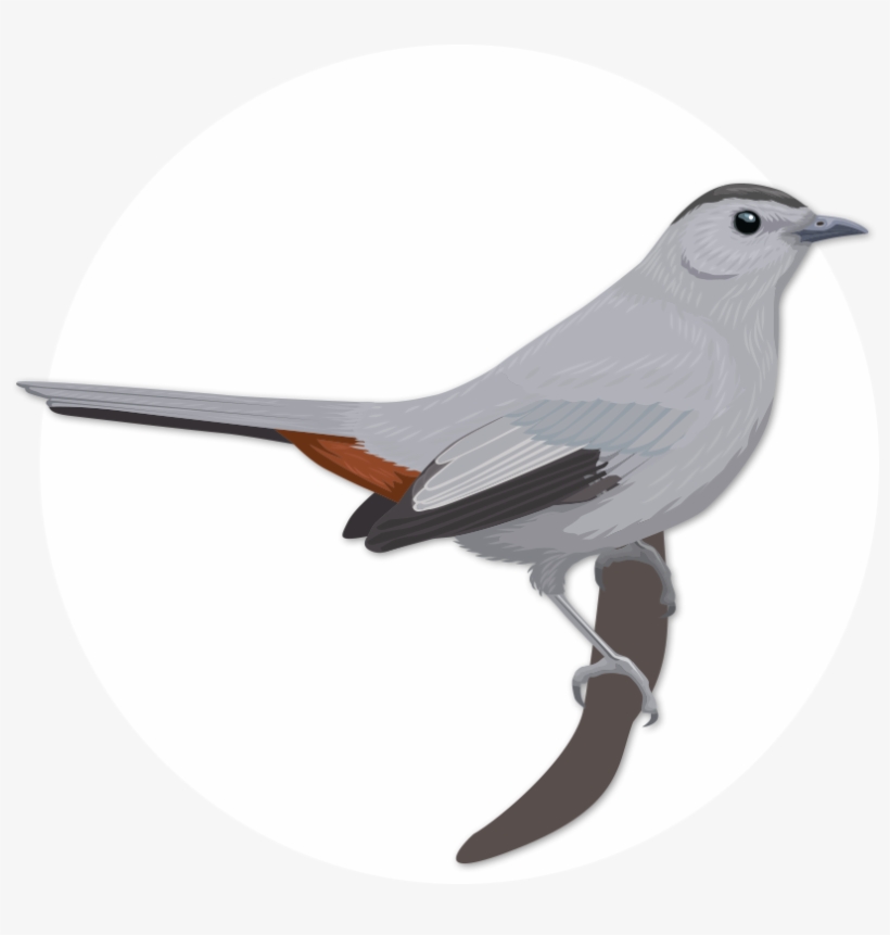 Gray Catbird - Old World Flycatcher, transparent png