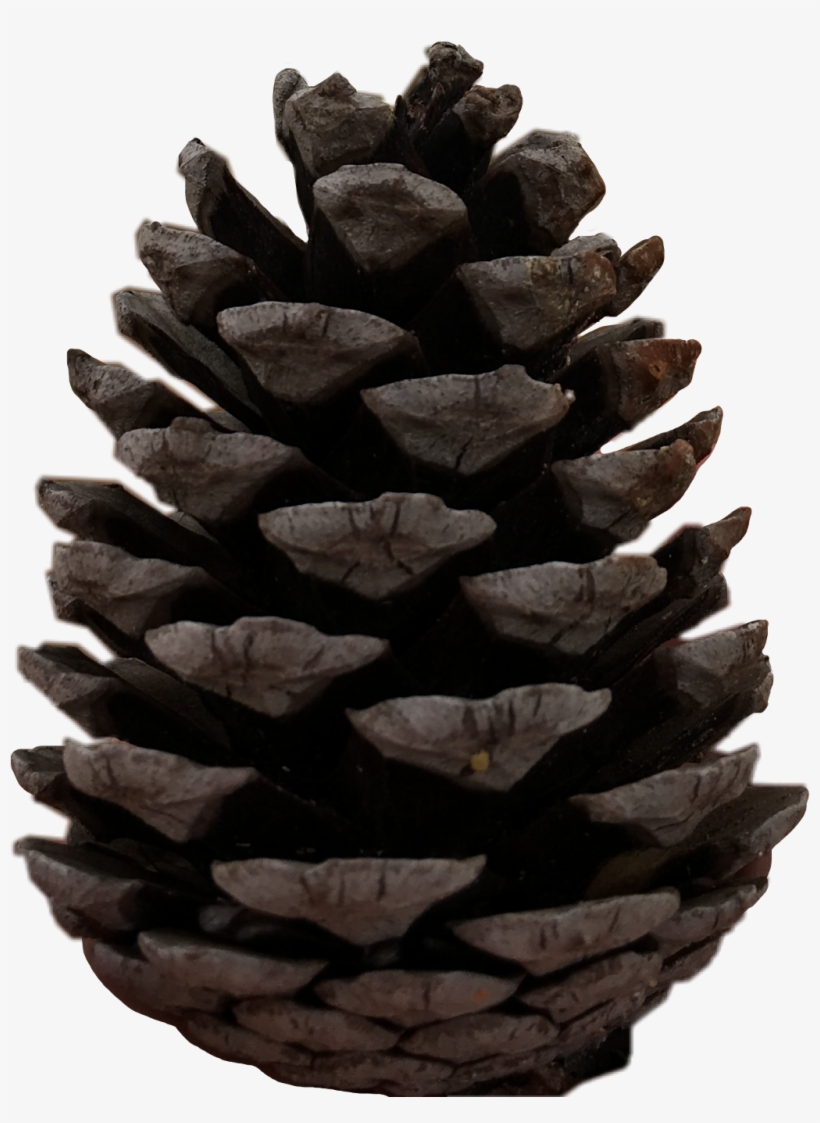 Pine Sticker - Western Yellow Pine, transparent png