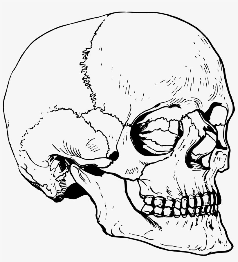 Big Image - Skeleton Head 3d Drawing, transparent png