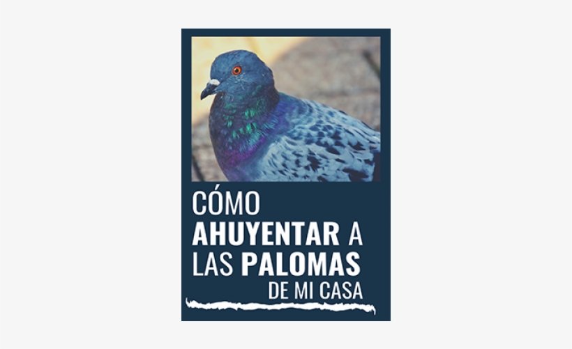¿como Ahuyentar Las Palomas De Mi Casa - Pigeons And Doves, transparent png
