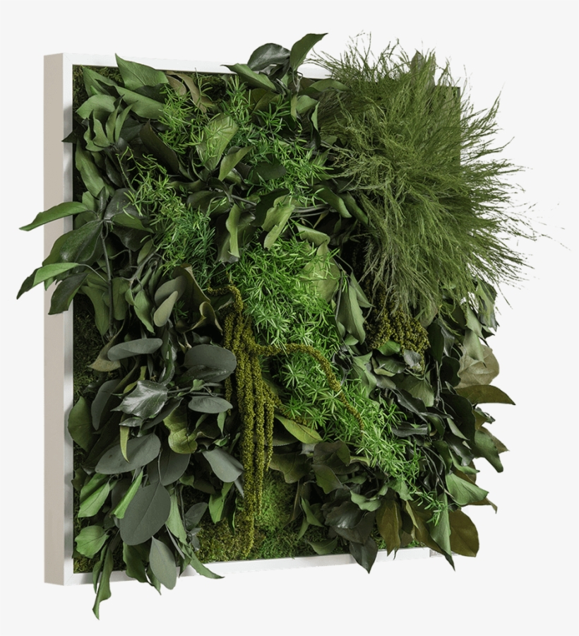 Jungle Picture 55 X 55 Cm With Plants No Maintenance - Grass, transparent png