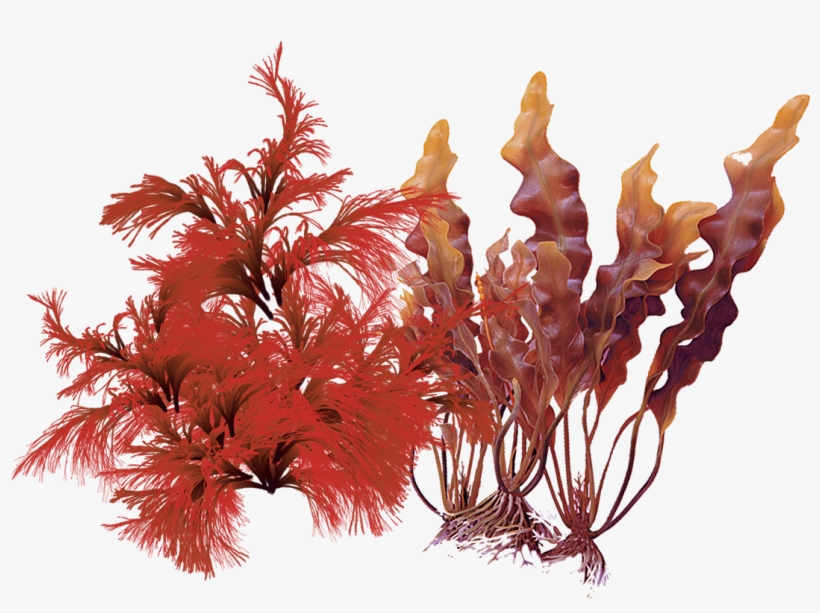 Products Containing This Ingredient - Aquarium Decor, transparent png