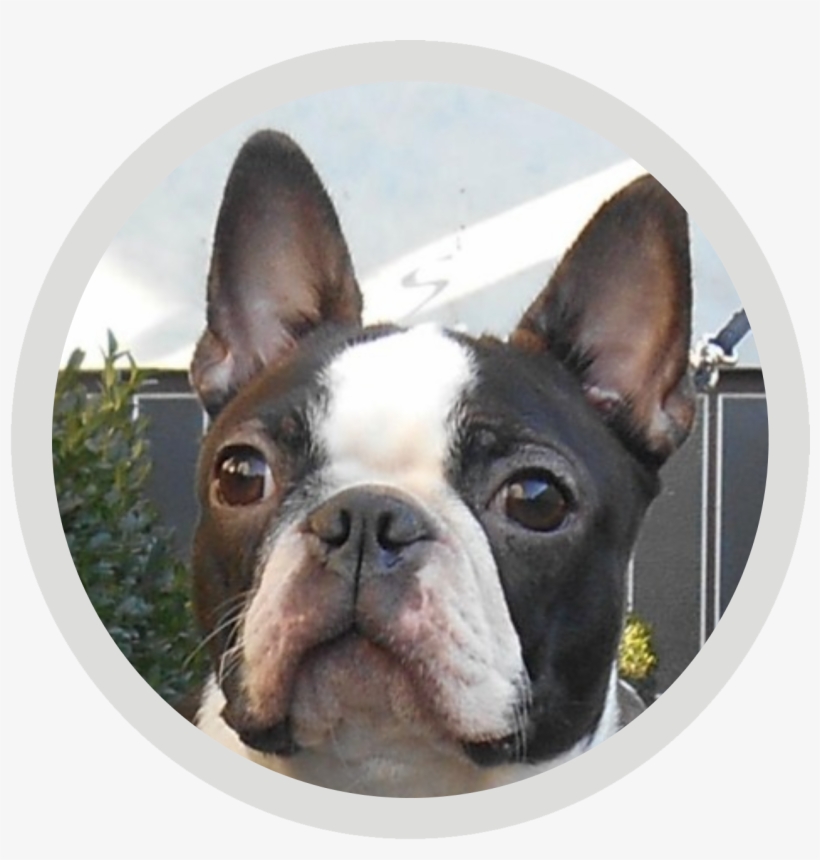 Kelly - Boston Terrier, transparent png