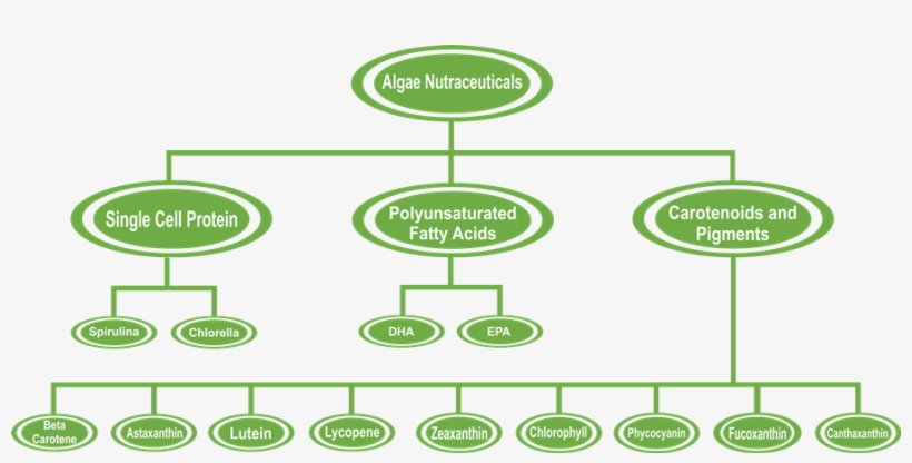 Algae-nutraceutical - Circle, transparent png