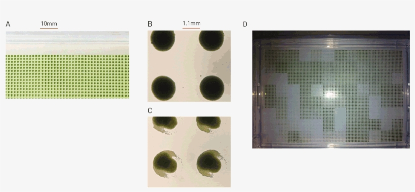 Agar To Agar Transfer At 6144 Density - Chlorophyta, transparent png