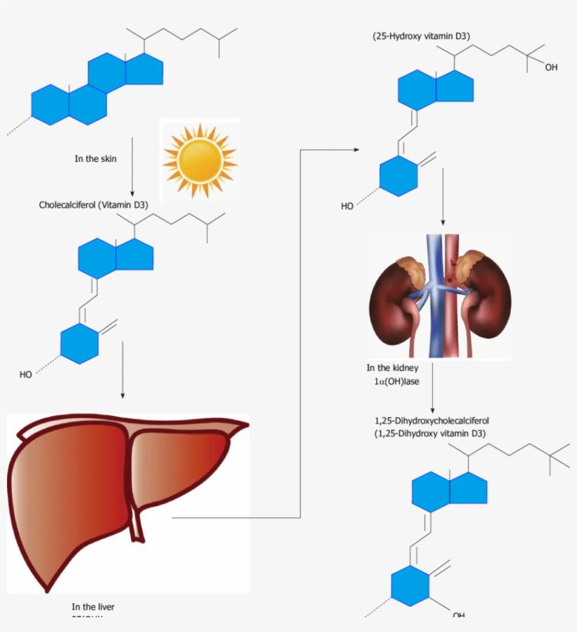 Schematic Overview Of The Metabolism Of Vitamin D - Diagram, transparent png