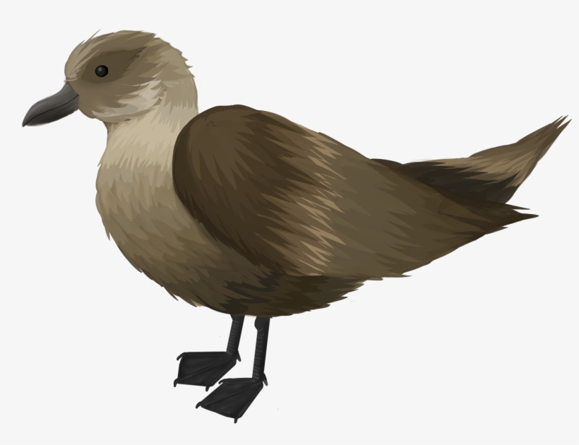 A Ragged Looking Old Bird Always Seemed To Be Within - Seabird, transparent png