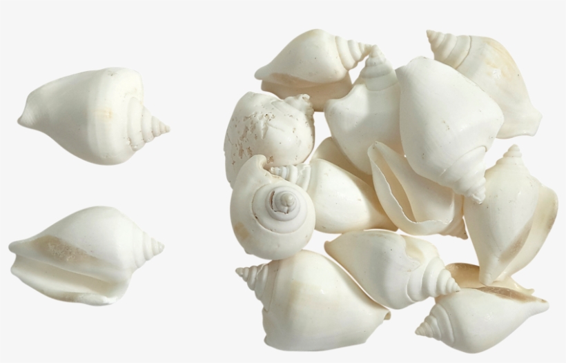 Elephant Garlic, transparent png