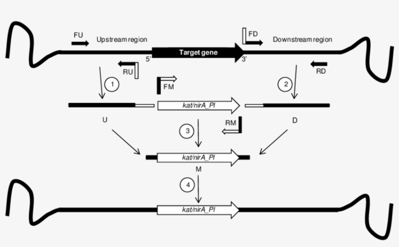 Small Arrows Indicate Primers - Diagram, transparent png