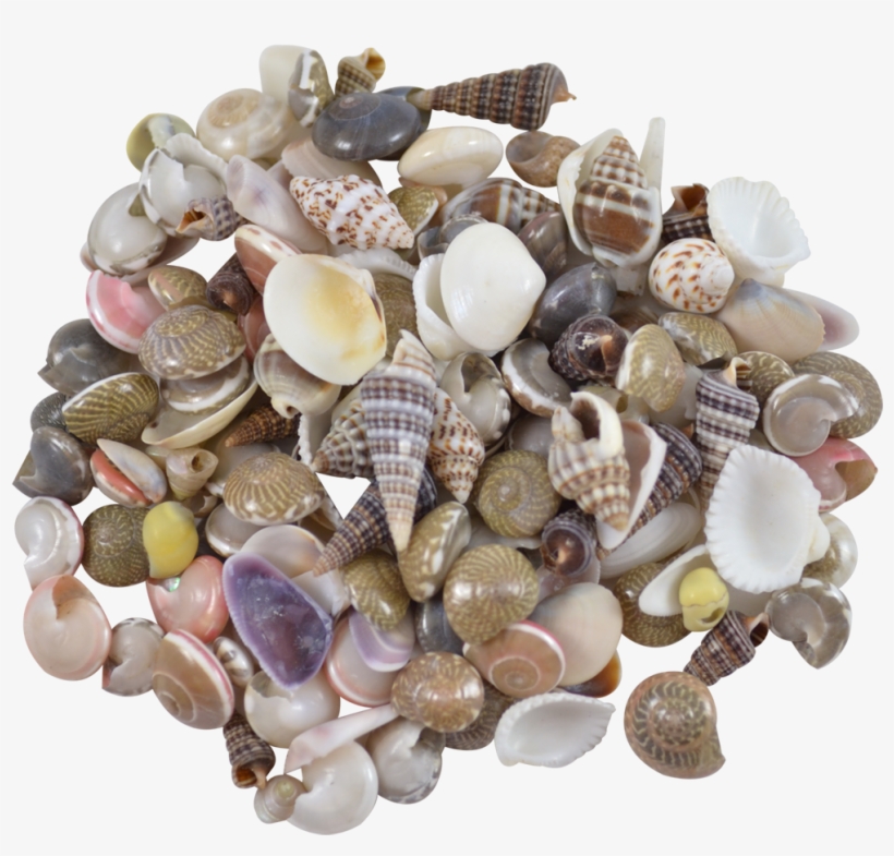 Indian Mix Assorted Craft Seashells Tiny Up To - Shell, transparent png