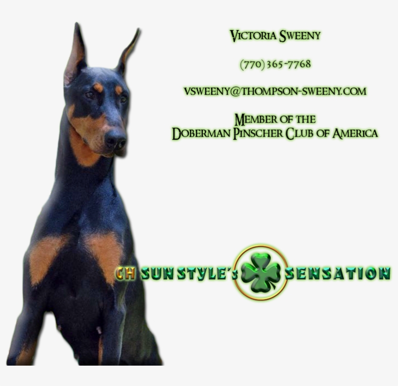 Dobermann, transparent png