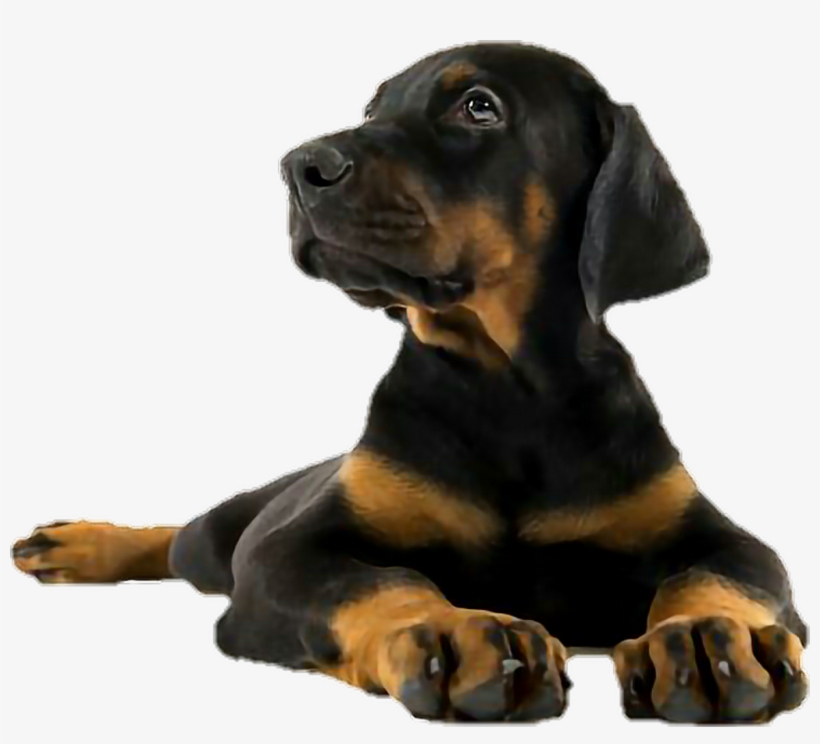 Doberman Sticker - Doberman Cub, transparent png